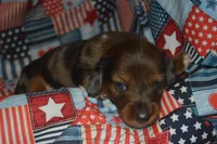 Dapple LH Male AKC/PRA Clear , a male Miniature Dachshund for sale in Sylvia, KS – 2 of 7