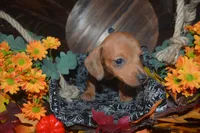 DAPPLE <Male , a male Miniature Dachshund for sale in Sylvia, KS – 6 of 8