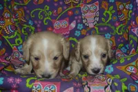 AKC Tommy , a male Miniature Dachshund for sale in Sylvia, KS – Photo 2 of 7