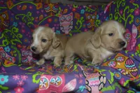 AKC Tommy , a male Miniature Dachshund for sale in Sylvia, KS – Photo 4 of 7