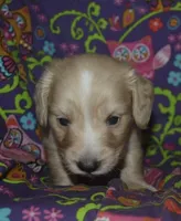 AKC Tommy , a male Miniature Dachshund for sale in Sylvia, KS – Photo 1 of 7