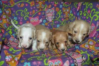 AKC Tommy , a male Miniature Dachshund for sale in Sylvia, KS – Photo 5 of 7