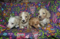 AKC Tommy , a male Miniature Dachshund for sale in Sylvia, KS – Photo 6 of 7