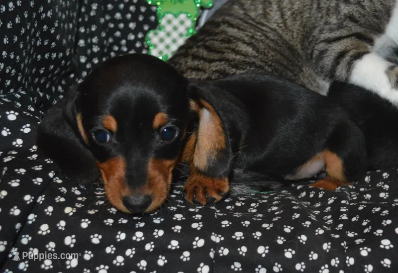 Molly – Miniature Dachshund puppy for sale in Sylvia, KS
