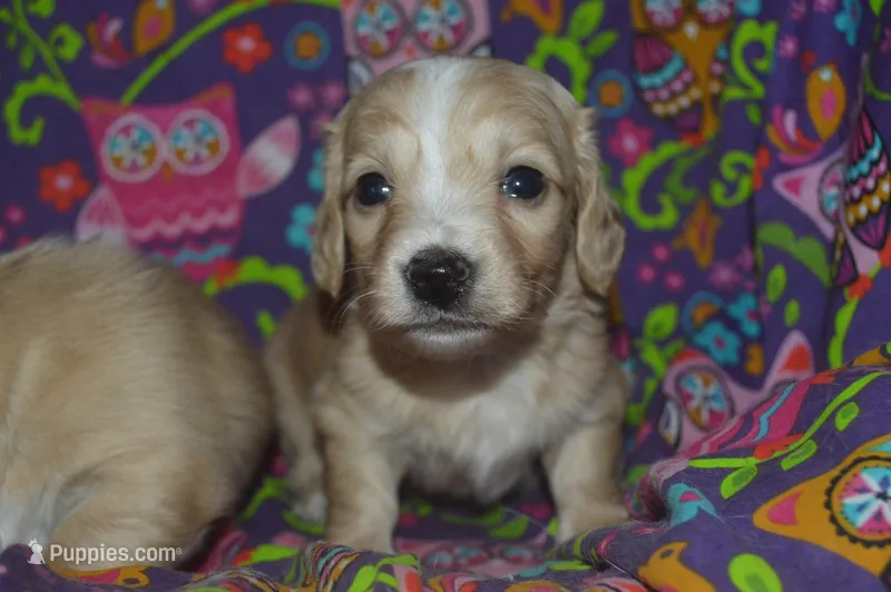 Cream Male AKC/PRA Clear   – Miniature Dachshund puppy for sale in Sylvia, KS
