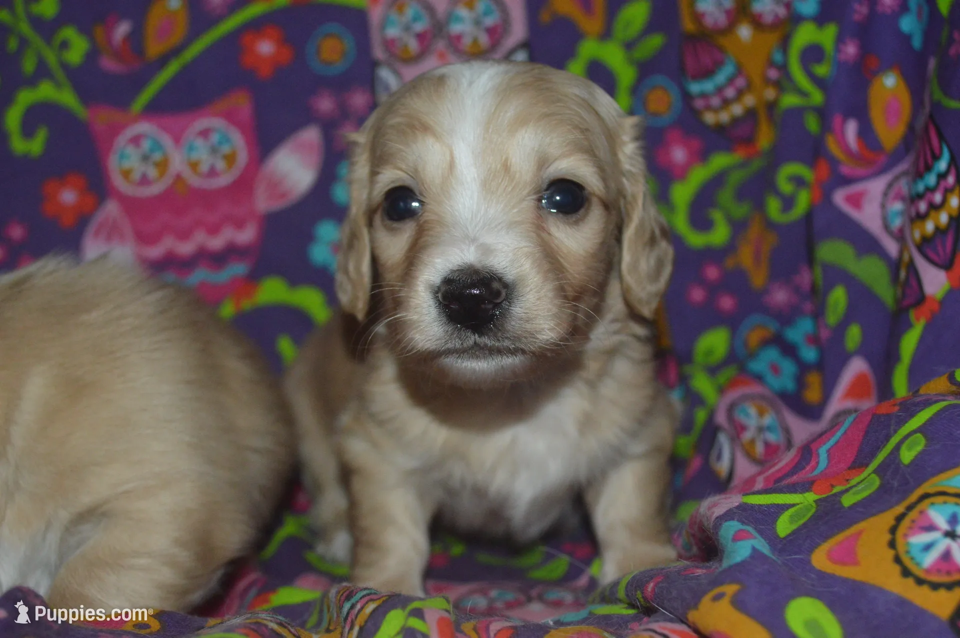 Cream Male AKC/PRA Clear  , a male Miniature Dachshund for sale in Sylvia, KS – Photo 1 of 3
