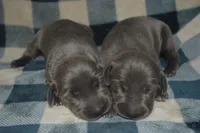 Blue Female AKC , a female Weimaraner for sale in Sylvia, KS – 7 of 8
