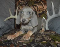MOH Blue Male , a male Weimaraner for sale in Sylvia, KS – 2 of 9