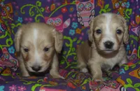 Cream Male AKC/PRA Clear  , a male Miniature Dachshund for sale in Sylvia, KS – Photo 2 of 3