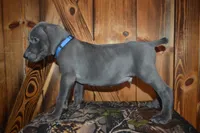Blue Male , a male Weimaraner for sale in Sylvia, KS – 3 of 6