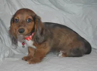 DAPPLE Male AKC/PRA Clear , a male Miniature Dachshund for sale in Sylvia, KS – 4 of 5
