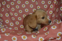 Red Male AKC/PRA Clear , a male Miniature Dachshund for sale in Sylvia, KS – 2 of 5