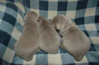 Silver Male AKC , a male Weimaraner for sale in Sylvia, KS – 3 of 3