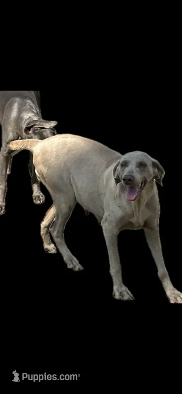 Yazmen BRED  – Weimaraner puppy for sale in Sylvia, KS