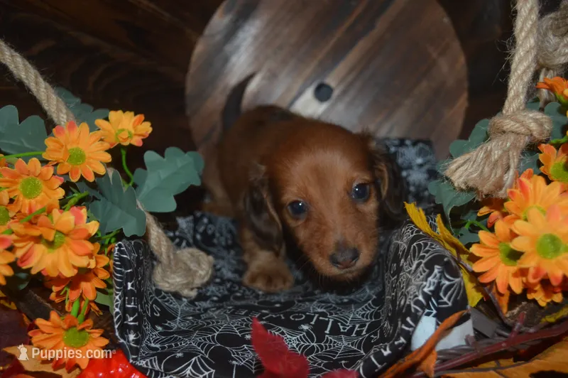 DAPPLE Male  – Miniature Dachshund puppy for sale in Sylvia, KS