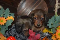 Shaded Red AKC/PRA Clear , a male Miniature Dachshund for sale in Sylvia, KS – 2 of 5