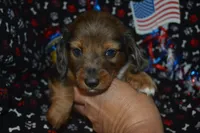 Dapple LH Male , a male Miniature Dachshund for sale in Sylvia, KS – 2 of 5