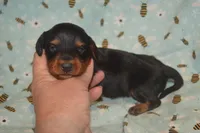 Black and Tan Male , a male Miniature Dachshund for sale in Sylvia, KS – 4 of 8
