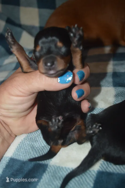 BK/Tan Male  – Miniature Dachshund puppy for sale in Sylvia, KS