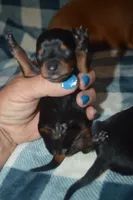 BK/Tan Male , a male Miniature Dachshund for sale in Sylvia, KS – 1 of 4