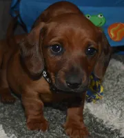 Red Male Black Collar , a male Miniature Dachshund for sale in Sylvia, KS – Photo 1 of 2