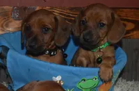 Red Male Black Collar , a male Miniature Dachshund for sale in Sylvia, KS – Photo 2 of 2