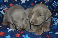 Silver Female AKC ST, a female Weimaraner for sale in Sylvia, KS – 9 of 9