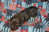 Dapple LH Male AKC/PRA Clear , a male Miniature Dachshund for sale in Sylvia, KS – 4 of 7