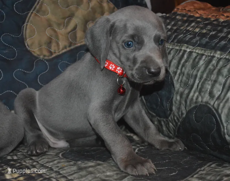 AKC Blue Male  – Weimaraner puppy for sale in Sylvia, KS