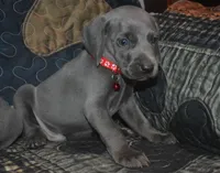 AKC Blue Male , a male Weimaraner for sale in Sylvia, KS – 1 of 4