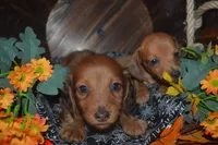 DAPPLE <Male , a male Miniature Dachshund for sale in Sylvia, KS – 5 of 8