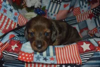 Dapple LH Male AKC/PRA Clear , a male Miniature Dachshund for sale in Sylvia, KS – 7 of 7