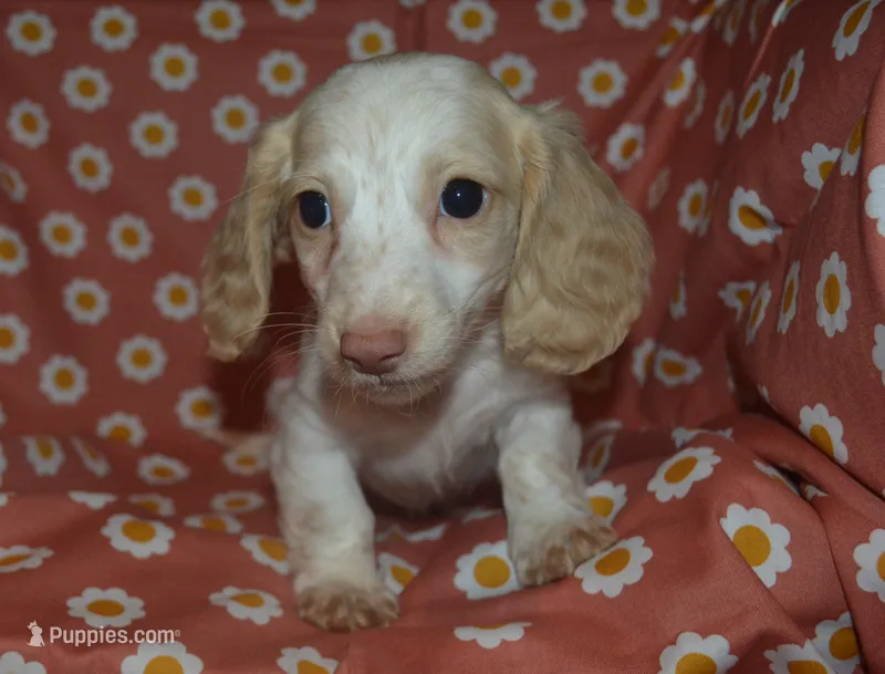 AKC/PRA Clear Male  – Miniature Dachshund puppy for sale in Sylvia, KS
