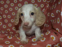 AKC/PRA Clear Male , a male Miniature Dachshund for sale in Sylvia, KS – 1 of 3
