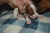 Pie Male , a male Miniature Dachshund for sale in Sylvia, KS – 3 of 5