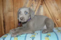 Longhair Female  , a female Weimaraner for sale in Sylvia, KS – 3 of 10