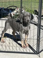 MOH Blue Male, a male Weimaraner for sale in Sylvia, KS – 1 of 4