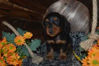 Black and Tan Male , a male Miniature Dachshund for sale in Sylvia, KS – 2 of 8