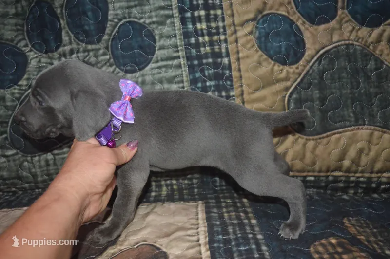 AKC Female Purple Collar  – Weimaraner puppy for sale in Sylvia, KS