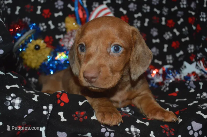 Dapple Female SM – Miniature Dachshund puppy for sale in Sylvia, KS