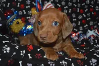 Dapple Female SM, a female Miniature Dachshund for sale in Sylvia, KS – 1 of 4