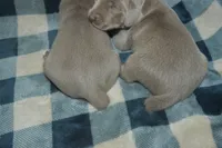 Silver Female AKC , a female Weimaraner for sale in Sylvia, KS – 3 of 6