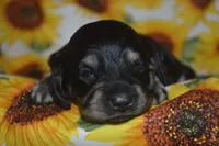 BK/Cream AKC/PRA Clear , a female Miniature Dachshund for sale in Sylvia, KS – 4 of 6
