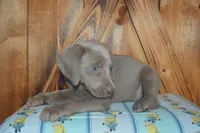 Longhair Female  , a female Weimaraner for sale in Sylvia, KS – 2 of 10