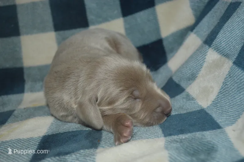 Silver Female AKC  – Weimaraner puppy for sale in Sylvia, KS
