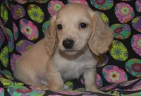 Cream Male, a female Miniature Dachshund for sale in Sylvia, KS – Photo 1 of 3