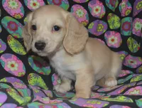 Cream Male, a female Miniature Dachshund for sale in Sylvia, KS – Photo 2 of 3