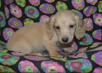 Cream Male, a female Miniature Dachshund for sale in Sylvia, KS – Photo 3 of 3