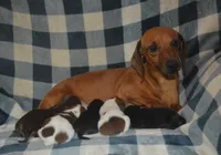 Pie Male , a male Miniature Dachshund for sale in Sylvia, KS – 4 of 5