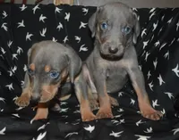 MOH Blue Male , a male Weimaraner for sale in Sylvia, KS – 5 of 7